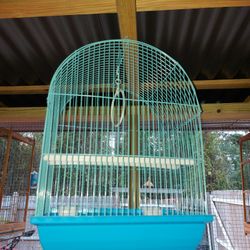 cage bird