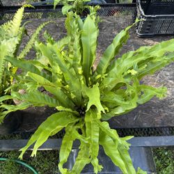 Victoria Japanese Birdsnest Fern Plant