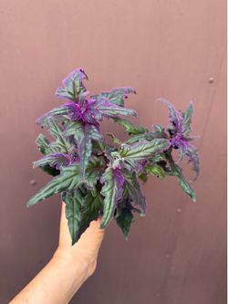 4” purple passion plant