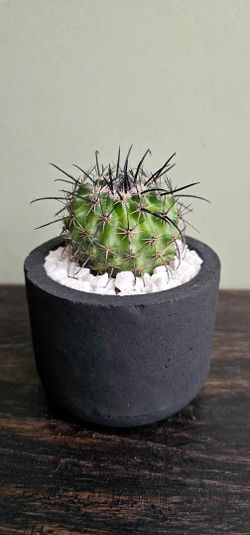 Copiapoa Montana