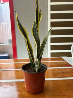 Sansevieria plant