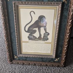 Italian Monkey Art Callitrice