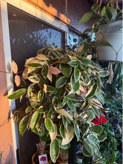 Big Hoya krimson queen