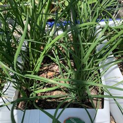 Chinese Chives Plant