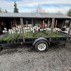 Plant Sale - East Tacoma