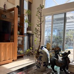 Jade Portulacaria Bonsai