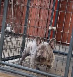 Dog kennel