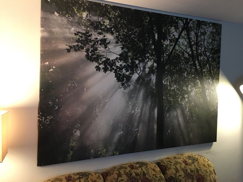 inleveren Abnormaal Ontwapening IKEA Premiar CRESCENDO OF LIGHT Trees Forest Canopy CANVAS WALL ART Print  for Sale in Middletown, CT - OfferUp