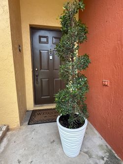 Spiral Topiary  with white planter