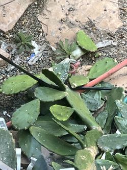 FREE Prickly Pear Cactus Pads / Cuttings