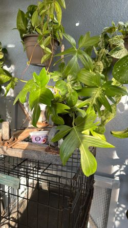 Plants