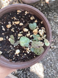 String of Hearts Succulent