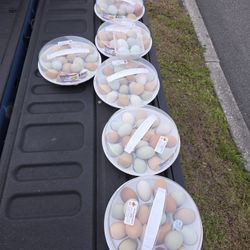 ORGANIC EGGS 