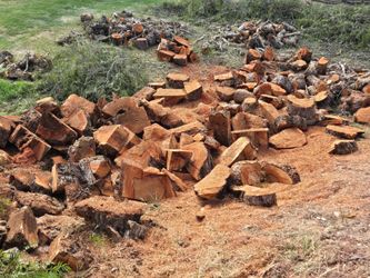 Free firewood
