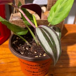 Inch Plant And Prayer Plant Mix (live)