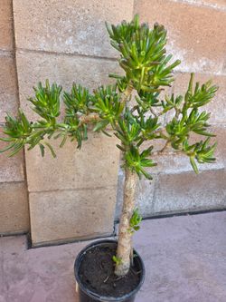 Crassula Ovata Suculent Plant