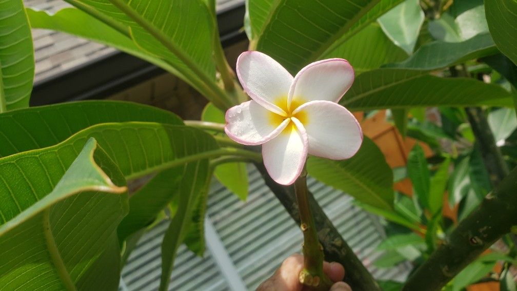 Plumeria Tree & Cuttings for Sale in Greenwel Spgs, LA OfferUp