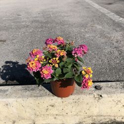 Lantana Flower