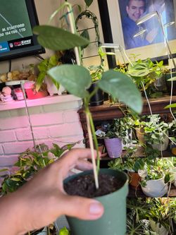 Cebu Blue Pothos (Epipremnum pinnatum 'Cebu Blue')