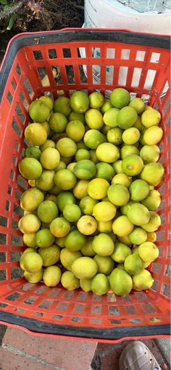 Limones Mexicano