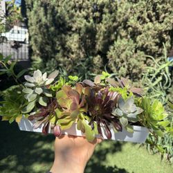 Beautiful Succulent 
