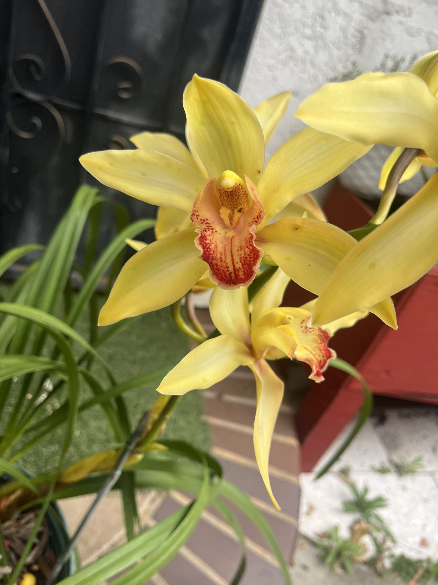 Cymbidium Orchid 5 Gallons Pot