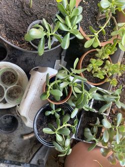 Jade Plants