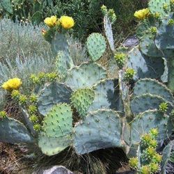 Hardy Perennial Cactus