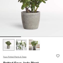 Fake Jade Plant