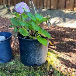 Propagated Hydrangea Potted Plant