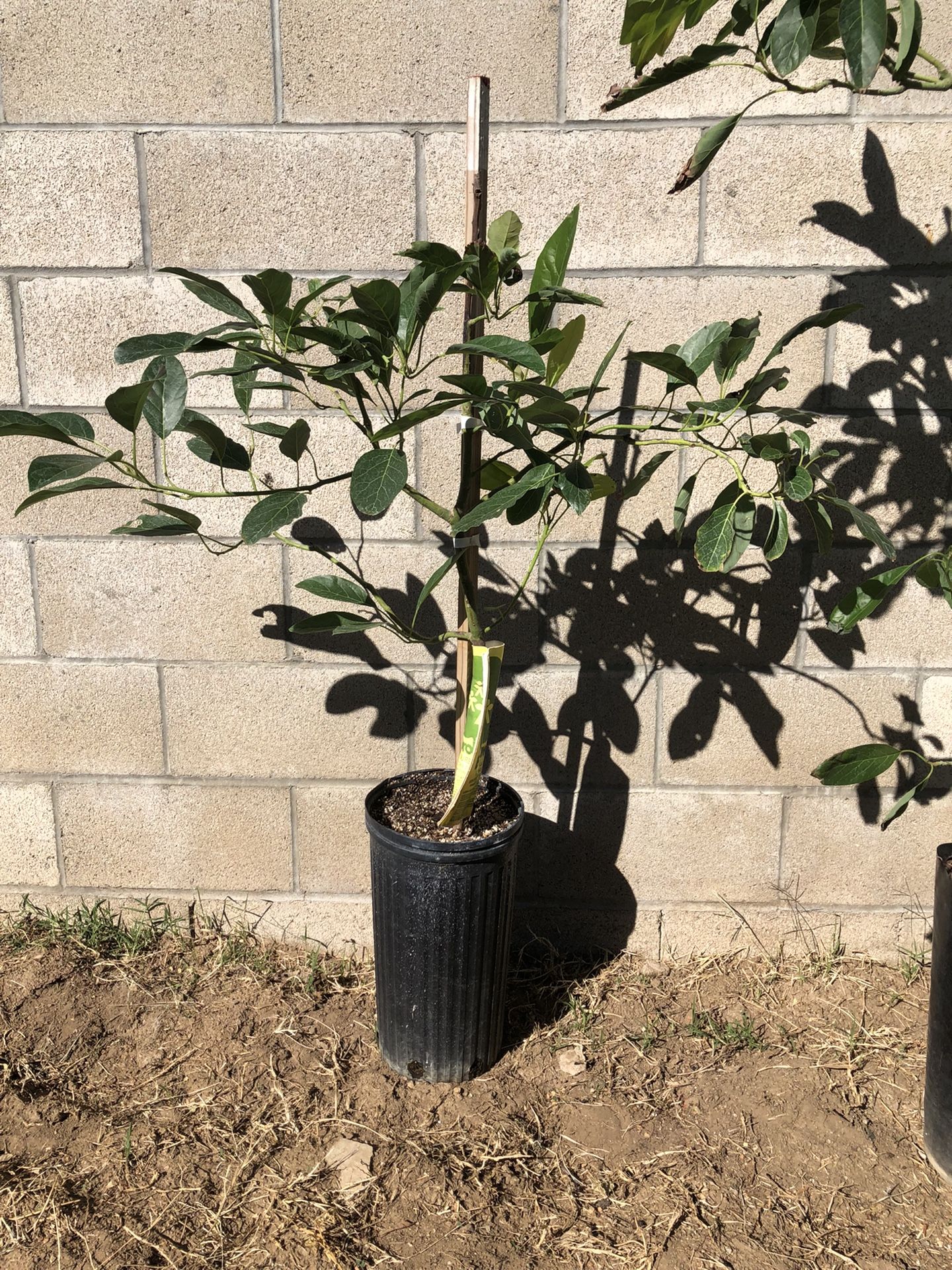 Hass Avocado Tree On Dusa Rootstock 3 Gallon Grafted for Sale in
