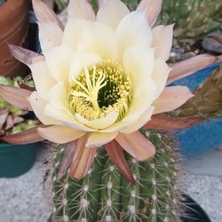 Cactus plant 🌵