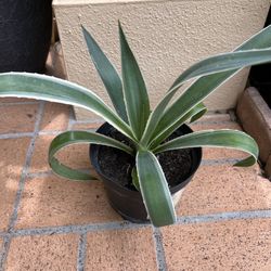 Caribbean Agave 🪴