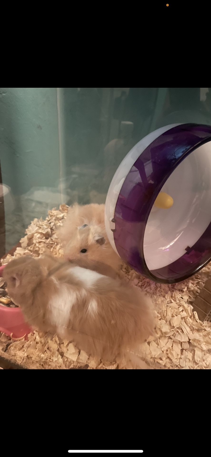 Hamsters 2 Males, Cage, Toys, And Supplies 