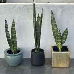 healthy Sansevieria Snake plants in decorative ceramic pots