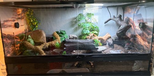 Large Reptile tank with Full Setup