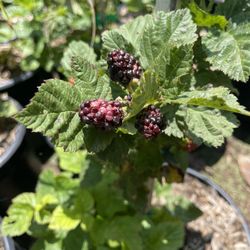 Olallieberry Plants- Raspberry Plants- Strawberry Plants- Blueberry Plants- Grape Vines- Gooseberry Plants- White Blackberry Plants- Marionberry Plant