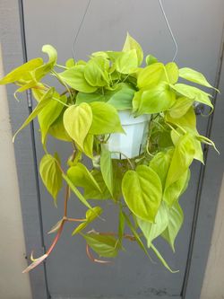Neon Philodendron Cordatum Trailing House Plant 6” Hanging Pot