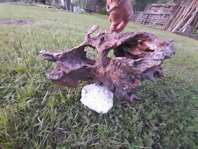 Triceratops Skull Shaped Piece Of Drift Wood..Nature Art