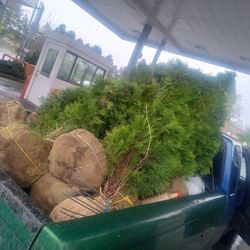 Tree Installation 