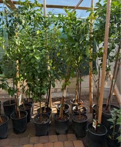 Mexican Lime 🍋‍🟩 Trees In 15 Gallón 8F The Tall $135 Each Price Firm