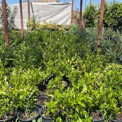 Ficus