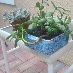 Succulents