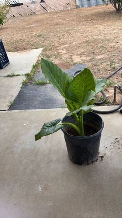 Elephant ear plant