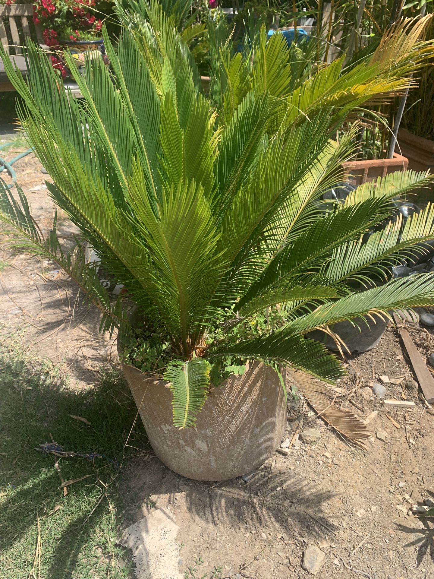 Sago Palms
