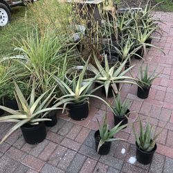 Savila Aloe Vera Plant