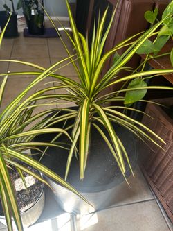 Plants