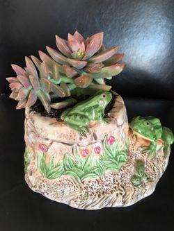 Real live succulents make great gifts