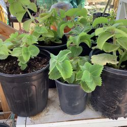 Oregano Plants/ Oregano Oregon