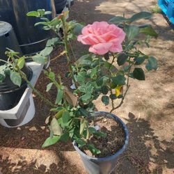 Pink 5 Gallon Roses $12 Each